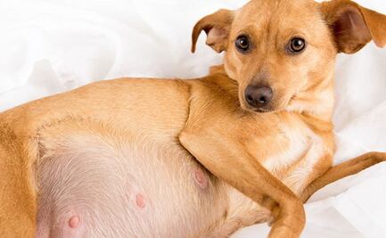 Esta es la cantidad de tetillas que tienen los perros; según veterinaria