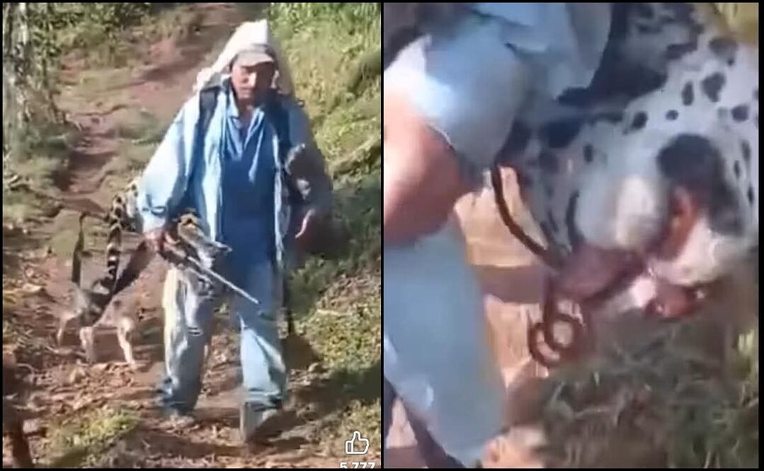 La Profepa informó que presentó una denuncia penal ante la FGR contra esta persona por el delito contra la biodiversidad. Foto: Especial