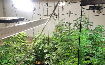 FGR asegura invernadero con casi mil plantas de marihuana en Ecatepec