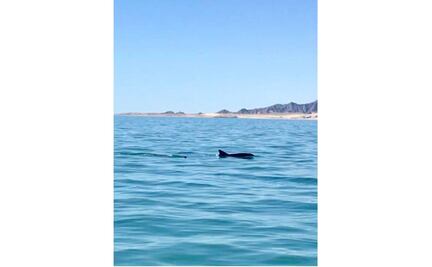 Avistan vaquita marina y su cría en San Felipe