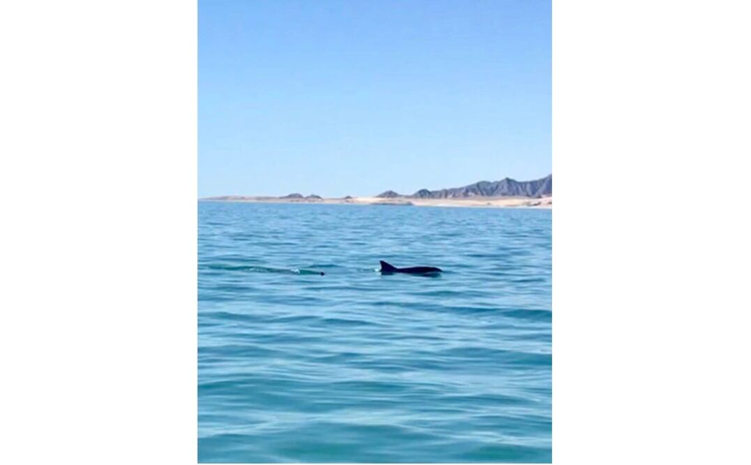 Los ejemplares fueron vistos nadando cerca a la zona de refugio en el Alto Golfo de California. /Tomada de Facebook
