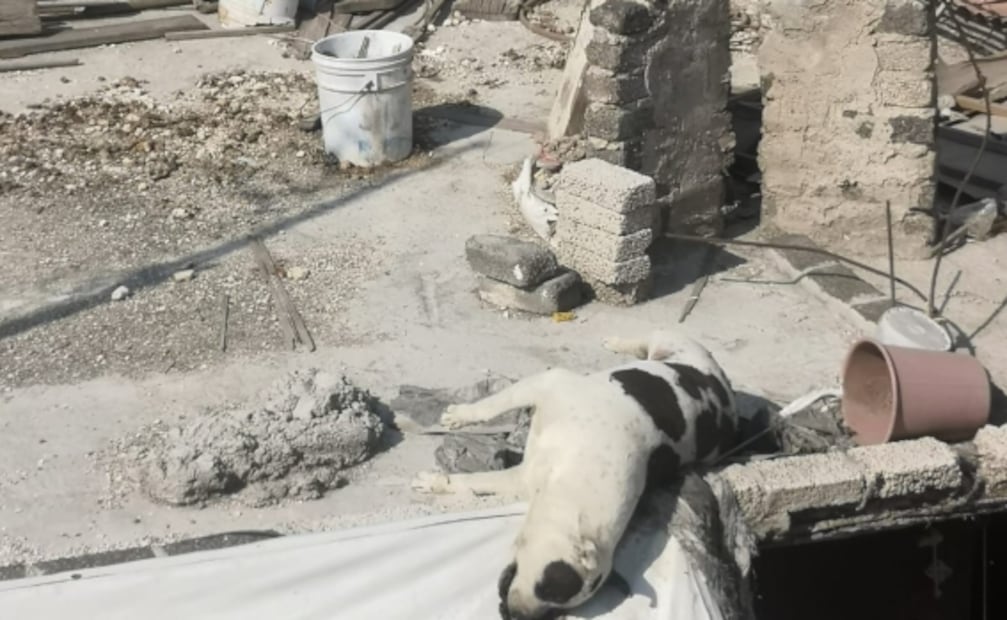 Fiscalía deja encerrados y sin comida a perritos en casas aseguradas; vecinos piden que los rescaten