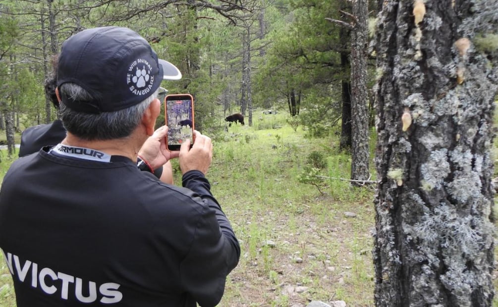 Liberan a oso negro "Ba'wi" en Chihuahua tras ser rescatado de los incendios forestales en 2025 (12/09/2026). Foto: Tomada de X (@CONANP_mx)