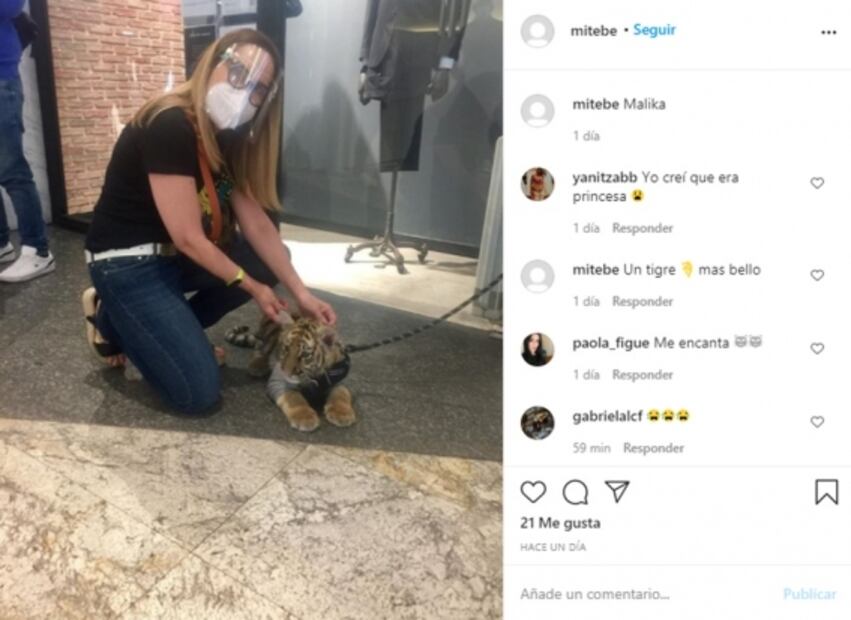 Captan a mujer paseando a un tigre en centro comercial Antara 