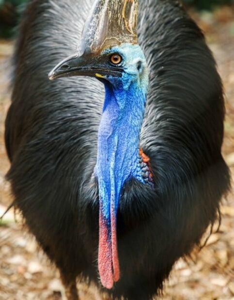 5 animales raros y letales que habitan en Australia 