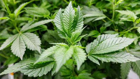 ¿Por qué no ha resultado rentable cultivar marihuana en AL y quienes dominan el negocio?