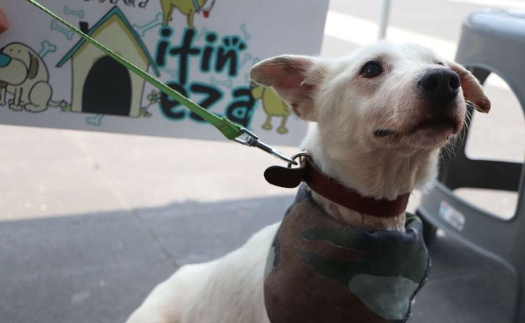 Palomito fue abandonado en las calles de Chimalhuacán, pues sus agresores lo consideraron muerto. Foto: Cortesía de Nitin México