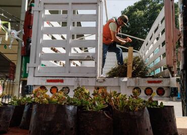"No quisimos desecharlo en la basura"; vecinos de Iztapalapa donan su árbol navideño natural para hacer composta "es una labor ciudadana"