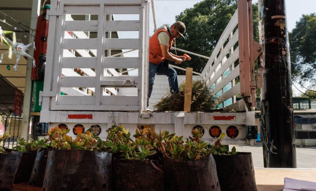Iztapalapa se une a la recolección de árboles navideños (07/01/2025). Foto: Yaretzi M. Osnaya / EL UNIVERSAL