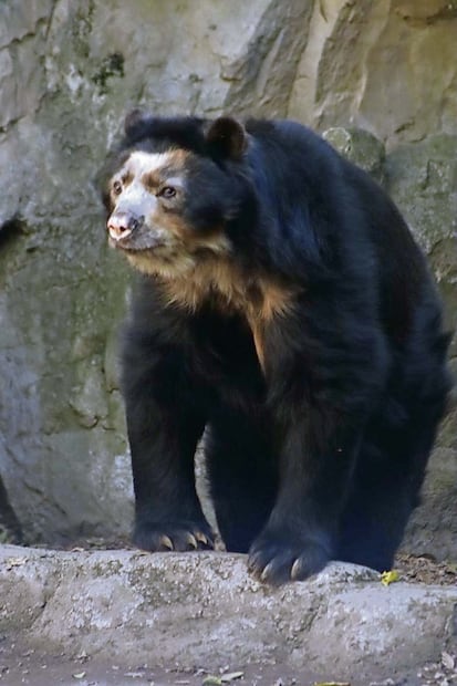 Un ejemplar de oso de antifaz que cumplió 33 años en Chapultepec, tres más que la esperanza de vida. Foto: Berenice Fregoso/EL UNIVERSAL