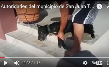 Denuncian que 24 perros murieron envenenados en Oaxaca