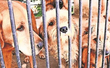 Edomex sube penas por maltrato animal