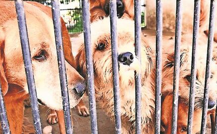 Edomex sube penas por maltrato animal