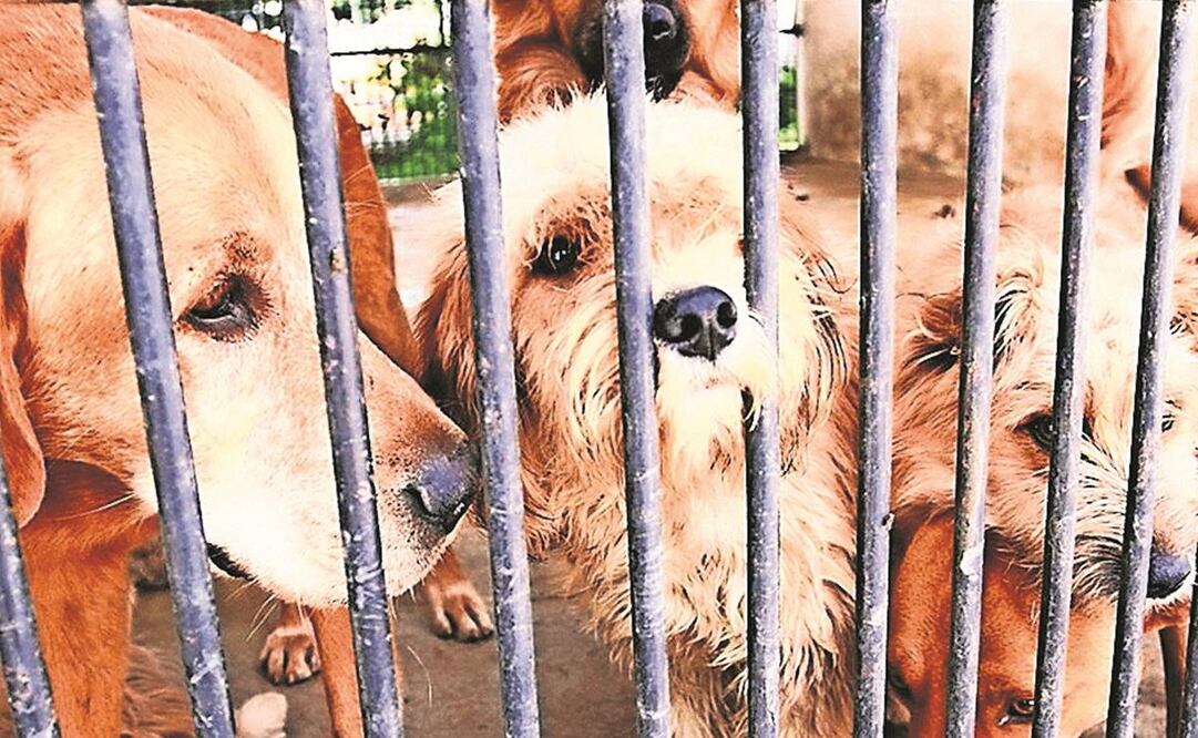 Se proponen de dos a nueve años de prisión por maltrato. Foto: Archivo/ EL UNIVERSAL.