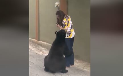 Vuelve a sorprender oso en Nuevo León, ahora cierra paso a mujer en zona residencial
