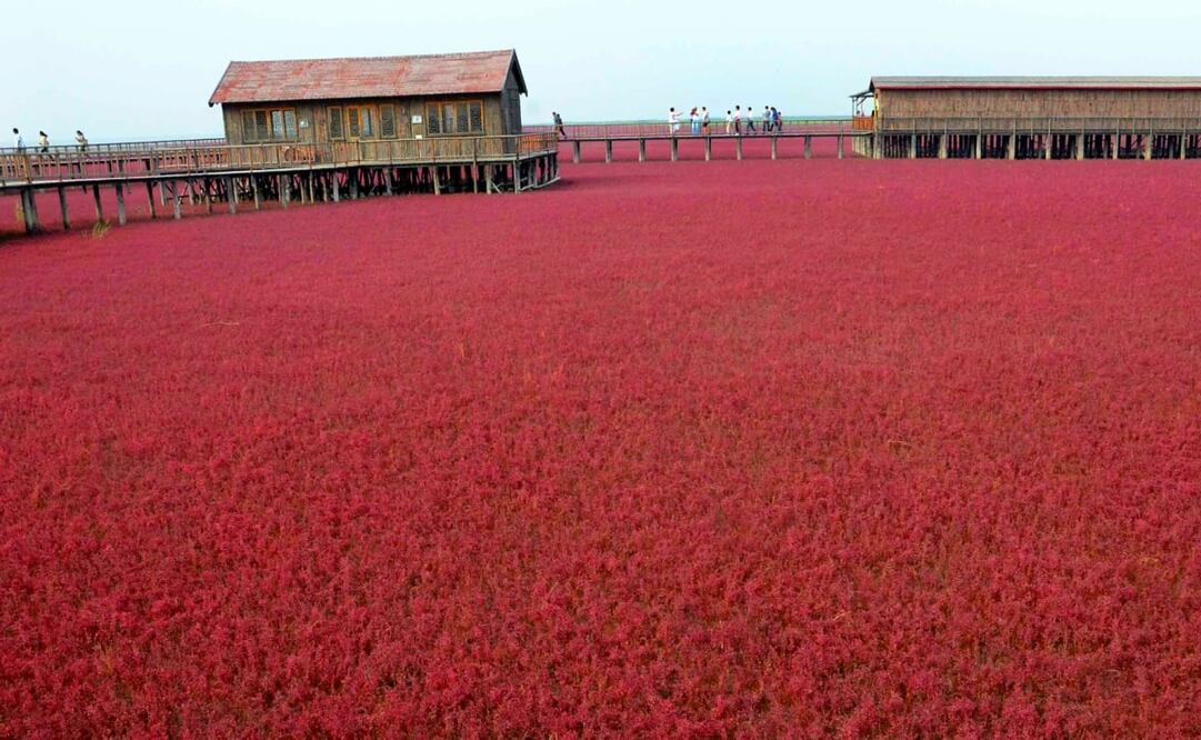 Hay casi dos kilómetros de senderos para explorar la Playa Roja, en China. Foto: Xinhua. Wang Song