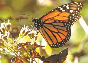 Cierran temporalmente santuario de mariposa monarca en Michoacán por Covid-19
