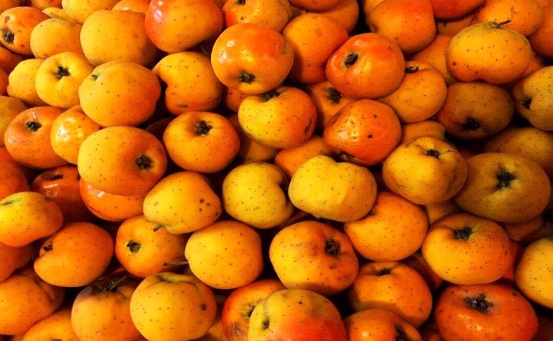 This fruit is also known as Mexican hawthorn – Photo: Sofía González/EL UNIVERSAL in English