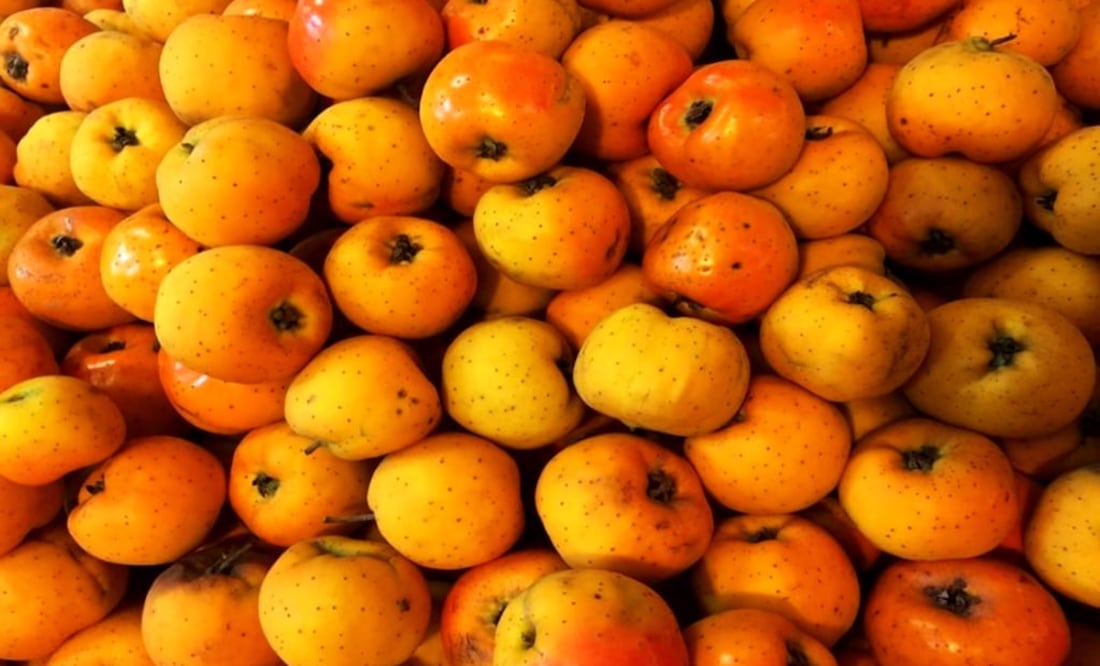 This fruit is also known as Mexican hawthorn – Photo: Sofía González/EL UNIVERSAL in English