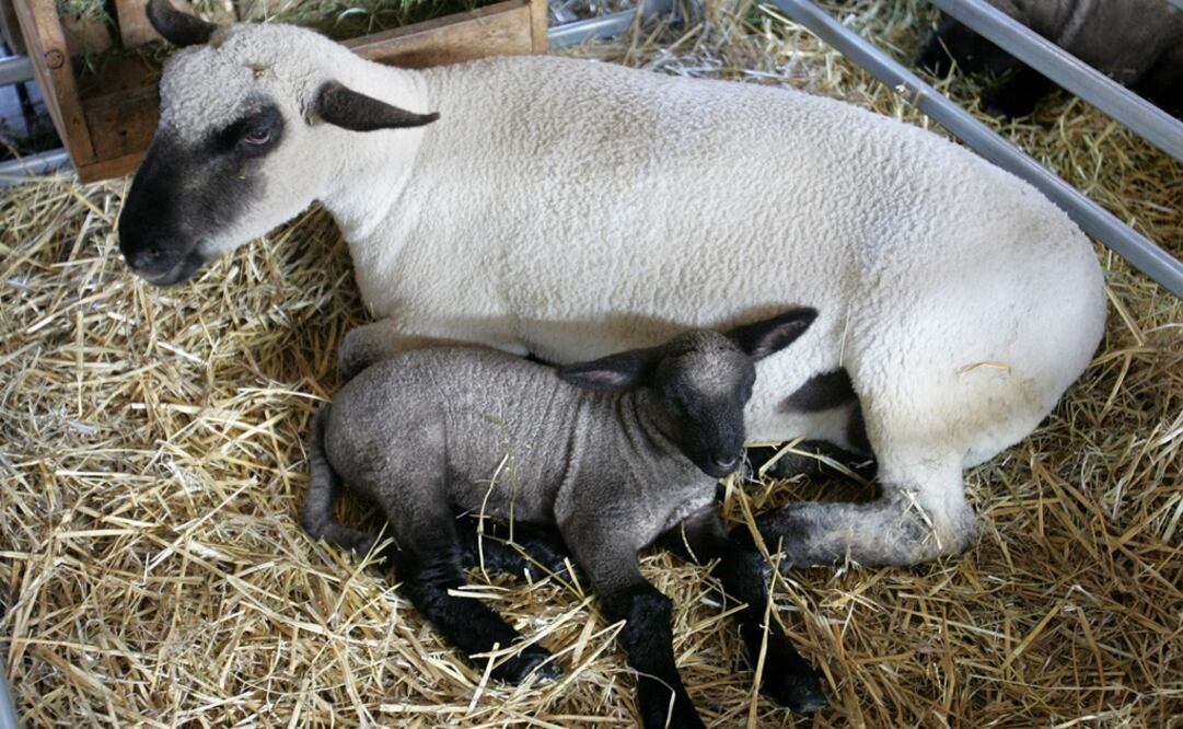 Resguardan en universidad cabras ferales