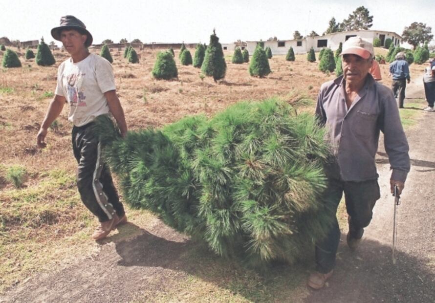 Lugares cerca de la CDMX para comprar árboles de Navidad