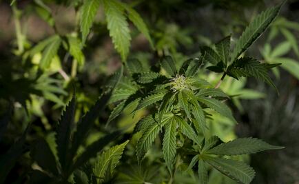 Hallan pruebas de dónde se originó la cannabis