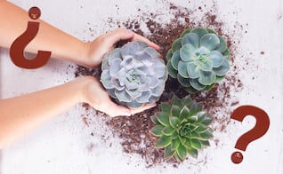 Secretos de jardín: ¿cómo hacer crecer tus suculentas más rápido?; consulta aquí