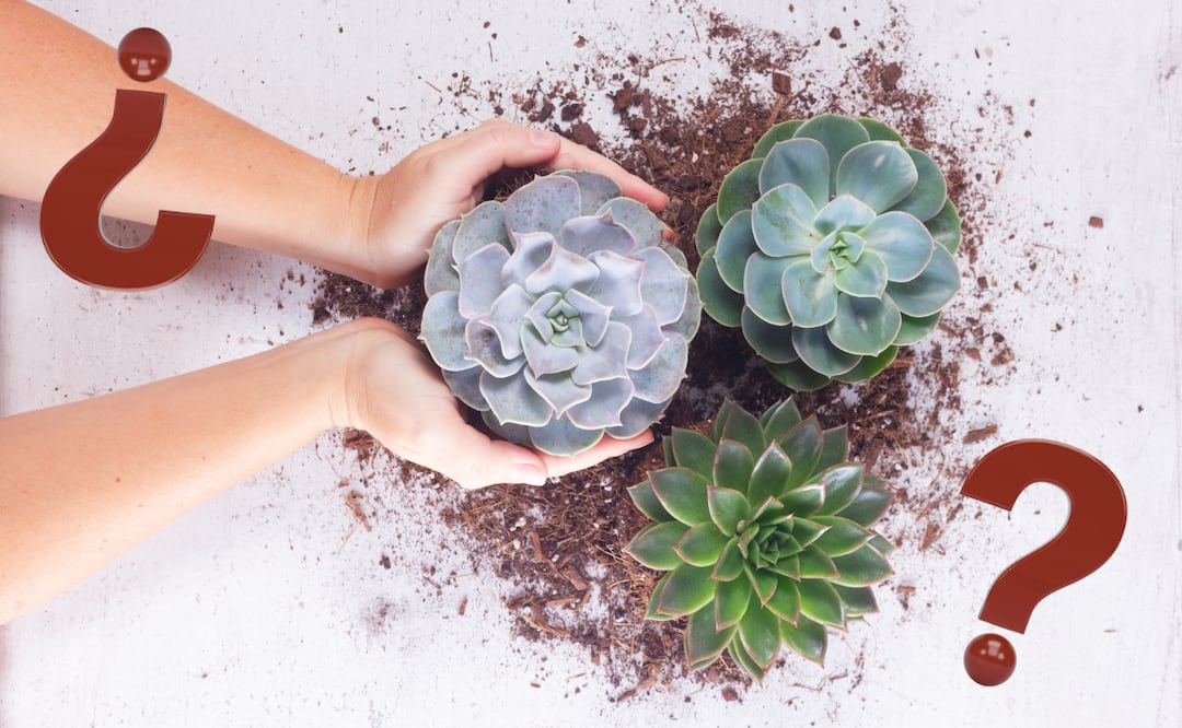 Secretos de jardín: ¿cómo hacer crecer tus suculentas más rápido?; consulta aquí. Foto: Canva