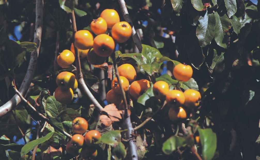 Desde enero se eliminan ramas débiles y se deja sólo la estructura más fuerte. Fotos: de Omar Contreras