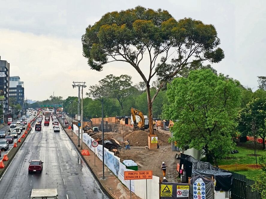 Derribarán  árbol que obstruye L3 del Cablebús