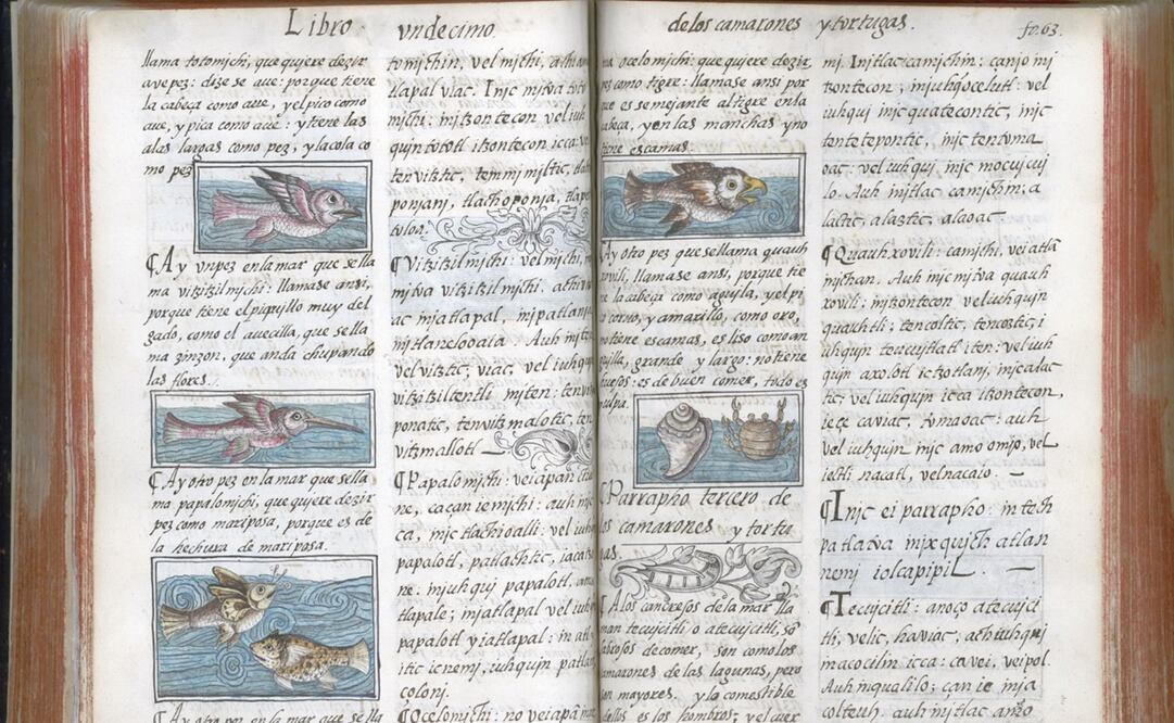 Fotografía cedida hoy, por la Biblioteca Medicea Laurenciana, en Florencia, con autorización de MiBACT, donde se observa un ejemplar del Códice Florentino.