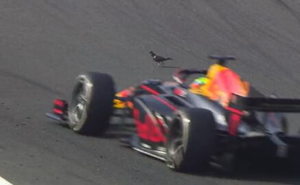 ¡Impresionante! Paloma reta a pilotos y los pone en jaque durante el GP de Países Bajos