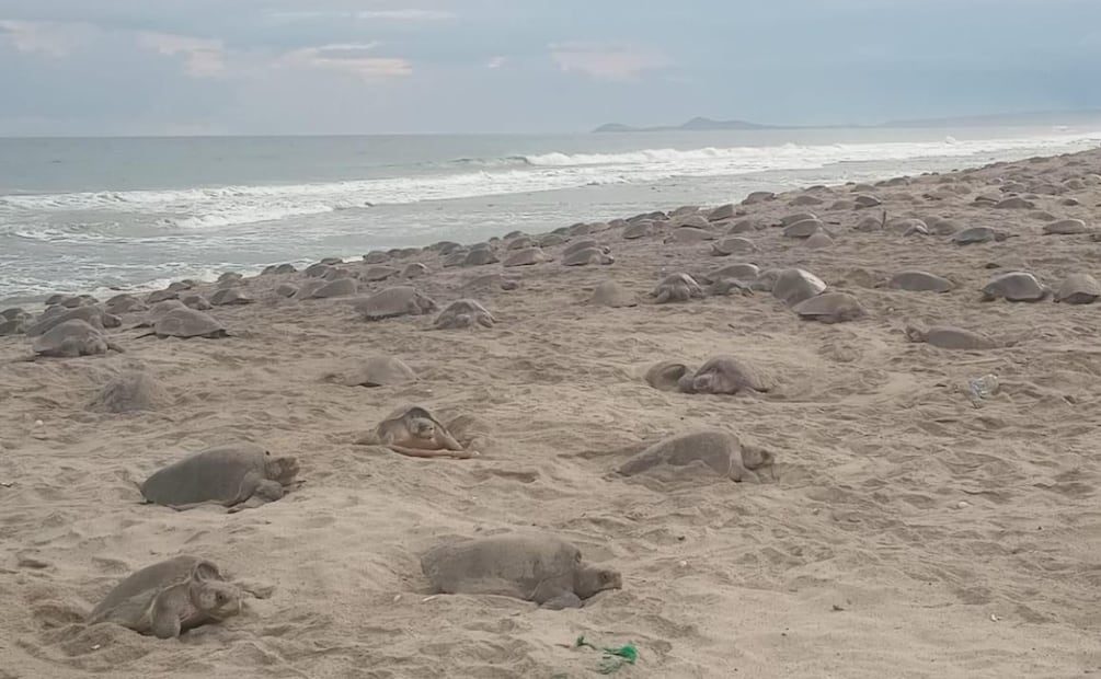 Derrames de hidrocarburos han provocado afectaciones en municipios como Nautla y Vega de Alatorre, los cuales son considerados una de las principales regiones tortugueras del Golfo de México. Imagen Ilustrativa. Foto: Especial