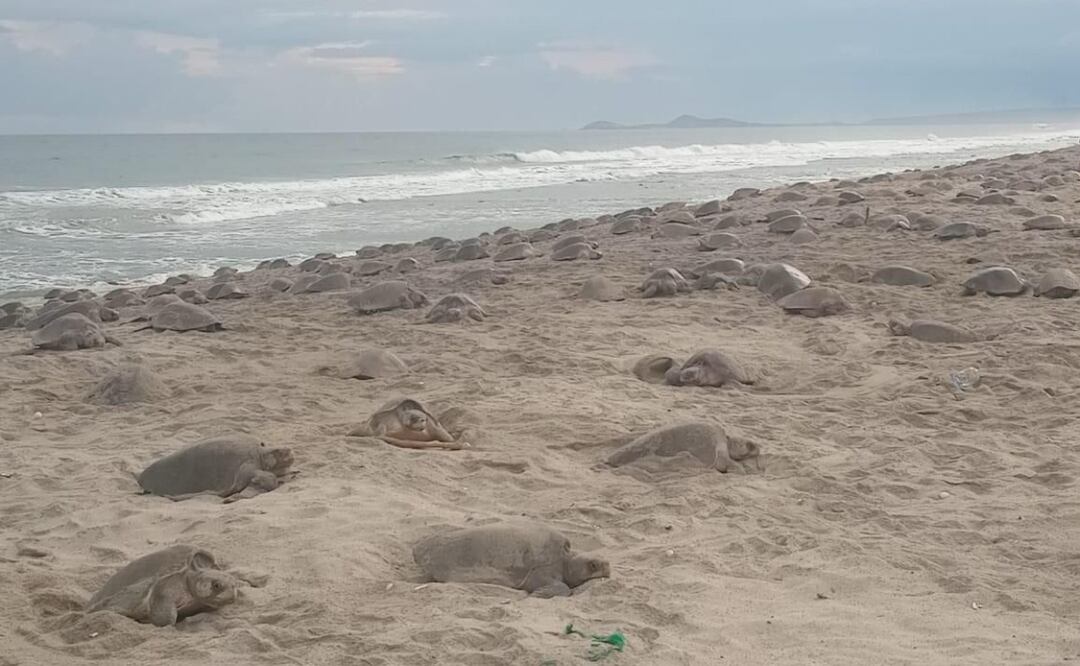 Llegan más de 200 mil tortugas golfinas a playas de Oaxaca (9/10/2025). Foto: Especial