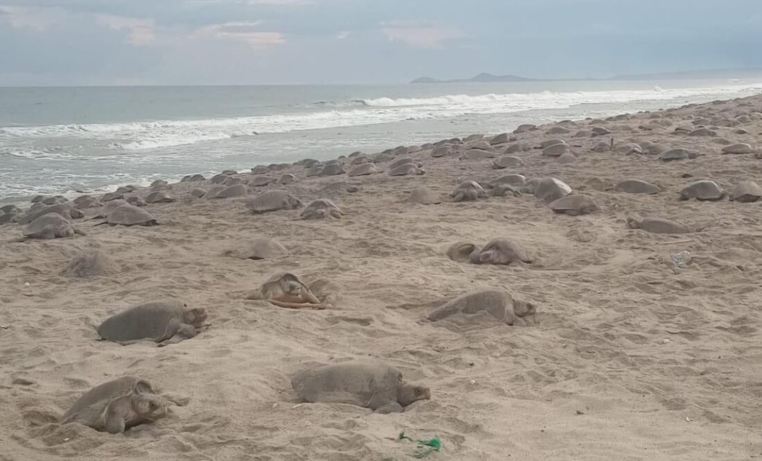 Llegan más de 200 mil tortugas golfinas a playas de Oaxaca (9/10/2025). Foto: Especial