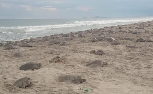 Derrames de hidrocarburos han provocado afectaciones en municipios como Nautla y Vega de Alatorre, los cuales son considerados una de las principales regiones tortugueras del Golfo de México. Imagen Ilustrativa. Foto: Especial
