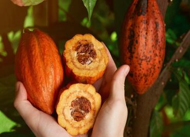 Las palabras más hermosas que el maya le regaló al español