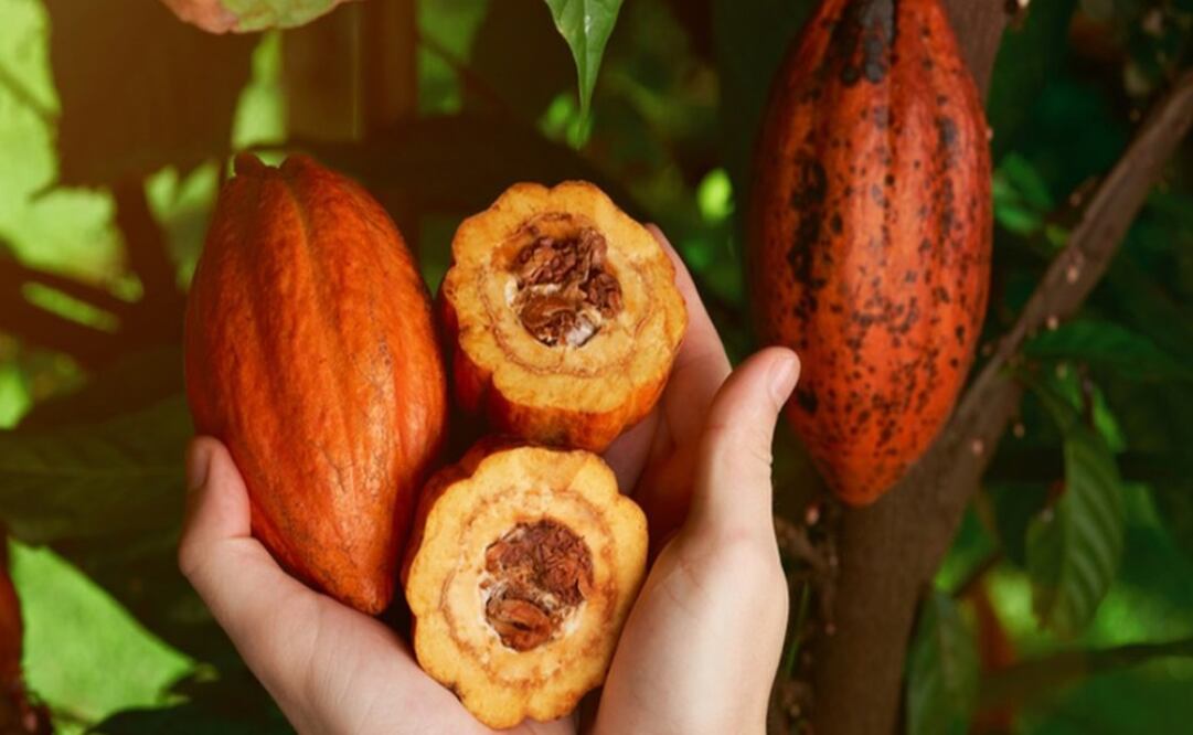 Las palabras más hermosas que el maya le regaló al español