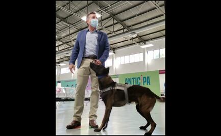 Cuatro perritos iniciarán fase de prueba como detectores de Covid-19 en Sonora