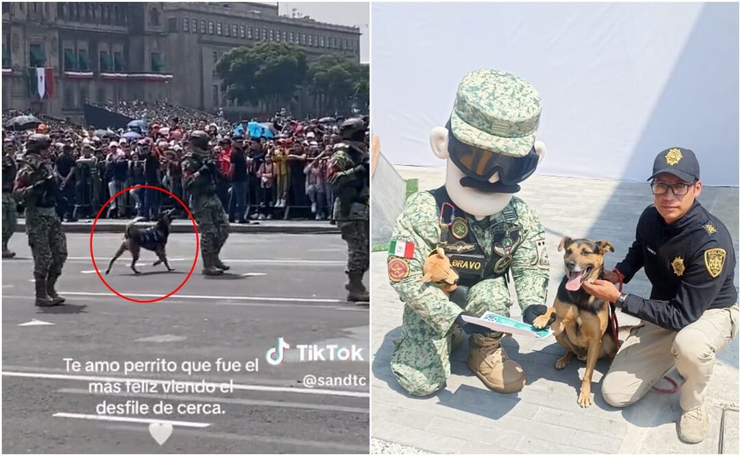 Cadete, el perrito callejero que se hizo viral en el desfile ya forma parte de la SEDENA. Fotos: Redes Sociales (TikTok sandtc y "X" @rbksokol)