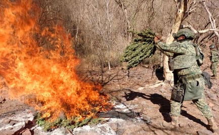 Destruyen secadero de marihuana en Sinaloa; aseguran armas, drogas y reportan 5 detenidos