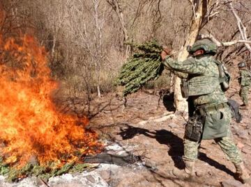 Destruyen secadero de marihuana en Sinaloa; aseguran armas, drogas y reportan 5 detenidos