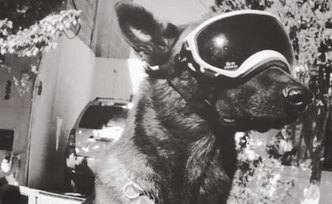 Foto: tomada de la cuenta Facebook de Adoptando Amor Saltillo AC