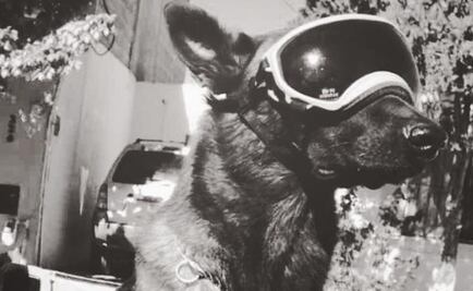 Muere "Chichí", perro rescatista del 19-S; tenía una lesión en la médula espinal