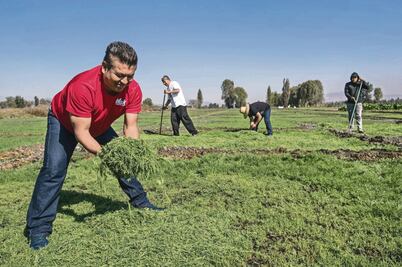 Romeritos. Cultivo de tradición para la cena de Navidad
