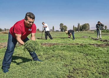 Romeritos. Cultivo de tradición para la cena de Navidad