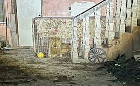 Rescatan a león africano abandonado en una vivienda de Matamoros; será rehabilitado en un centro especializado