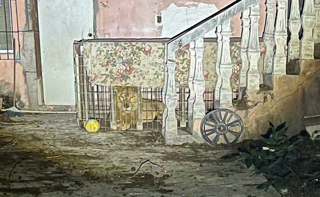 Rescatan a león africano abandonado en una vivienda de Matamoros; será rehabilitado en un centro especializado. Foto: Especial