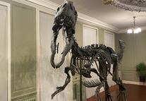 Exhiben por primera vez al "Juliasaurus", un dinosaurio de seis metros casi intacto