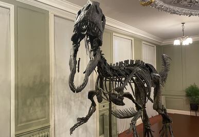 Exhiben por primera vez al "Juliasaurus", un dinosaurio de seis metros casi intacto